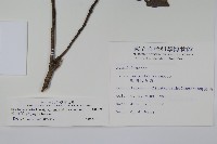 松田氏冬青藏品圖，第2張