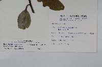 松田氏冬青藏品圖，第2張