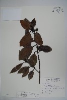 松田氏冬青藏品圖，第1張