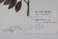 松田氏冬青藏品圖，第2張