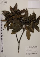 木荷藏品圖，第1張