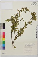 小葉鼠李藏品圖，第1張