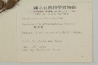 刺裸實、變葉裸實藏品圖，第2張