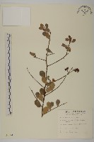 刺裸實、變葉裸實藏品圖，第1張