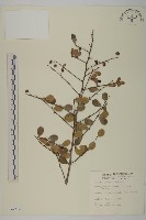 刺裸實、變葉裸實藏品圖，第1張