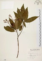 香楠藏品圖，第1張