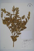 臺灣黃楊藏品圖，第1張