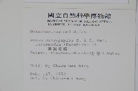 臺灣黃楊藏品圖，第2張