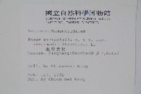 臺灣黃楊藏品圖，第2張