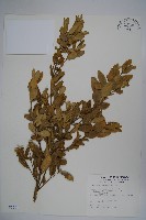 臺灣黃楊藏品圖，第1張