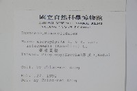 臺灣黃楊藏品圖，第2張