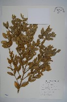 臺灣黃楊藏品圖，第1張