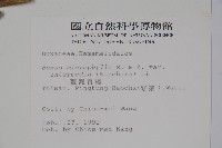 臺灣黃楊藏品圖，第2張