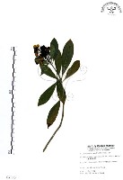 七里香、台灣海桐藏品圖，第1張