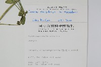 爵床藏品圖，第2張