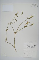 爵床藏品圖，第1張