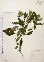 臺灣鱗球花藏品圖，第1張