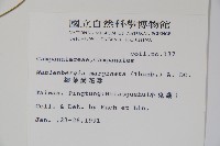 細葉蘭花參藏品圖，第2張