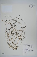 細葉蘭花參藏品圖，第1張