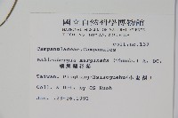 細葉蘭花參藏品圖，第2張