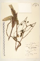 苦苣菜藏品圖，第1張