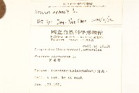 苦苣菜藏品圖，第2張