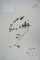 蘭嵌馬藍藏品圖，第1張