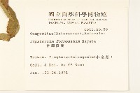 臺灣澤蘭藏品圖，第2張