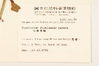 臺灣澤蘭藏品圖，第2張