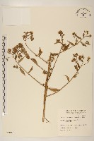 臺灣澤蘭藏品圖，第1張