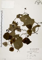 千金藤、金線吊烏龜藏品圖，第1張