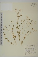 荷蓮豆草、菁芳草藏品圖，第1張