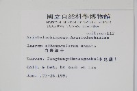 白斑細辛藏品圖，第2張