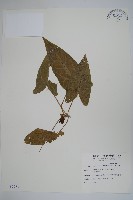 白斑細辛藏品圖，第1張