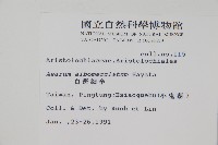 白斑細辛藏品圖，第2張