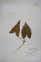 白斑細辛藏品圖，第1張