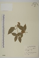 大丁黃藏品圖，第1張