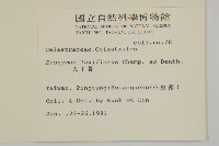 大丁黃藏品圖，第2張