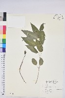 山靛藏品圖，第1張