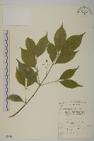 闊葉樓梯草藏品圖，第1張