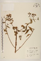 臺灣澤蘭藏品圖，第1張