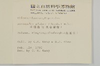 草珊瑚、紅果金粟蘭藏品圖，第2張