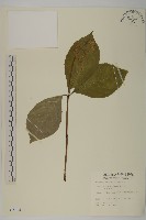 臺灣及己藏品圖，第1張