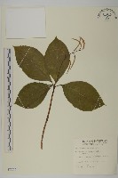 臺灣及己藏品圖，第1張