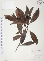 九節木、牛屎烏、青龍吐霧藏品圖，第1張