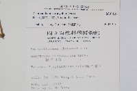 匙葉蓮子草藏品圖，第2張