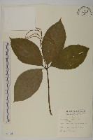 臺灣及己藏品圖，第1張