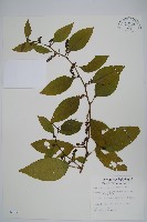 多子漿果莧藏品圖，第1張