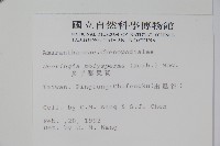 多子漿果莧藏品圖，第2張