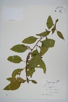 多子漿果莧藏品圖，第1張